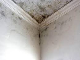 Best Emergency Mold Remediation in North New Hyde Park, NY