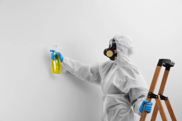 Best Black Mold Removal in North New Hyde Park, NY