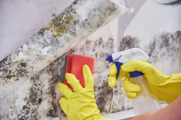 Best Biohazard Mold Removal in North New Hyde Park, NY